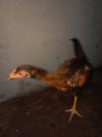 seriouse buyer rabata karen
