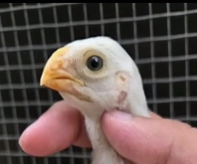 Indeon parrot beak long tail aseel