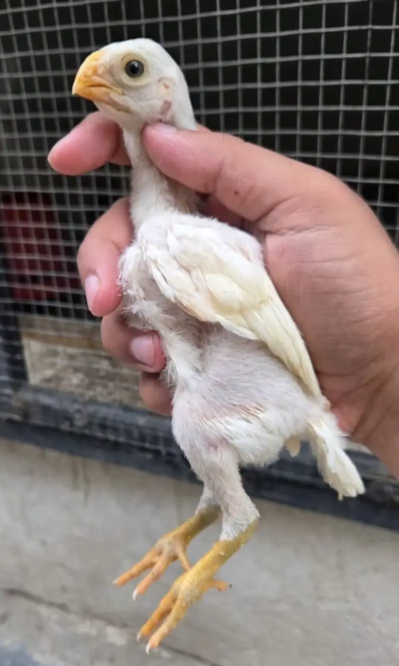Indeon parrot beak long tail aseel — photo 2