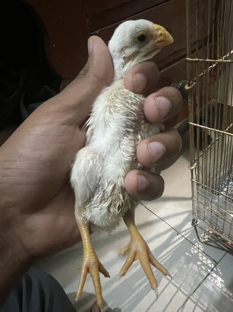 Indeon parrot beak long tail aseel — photo 3