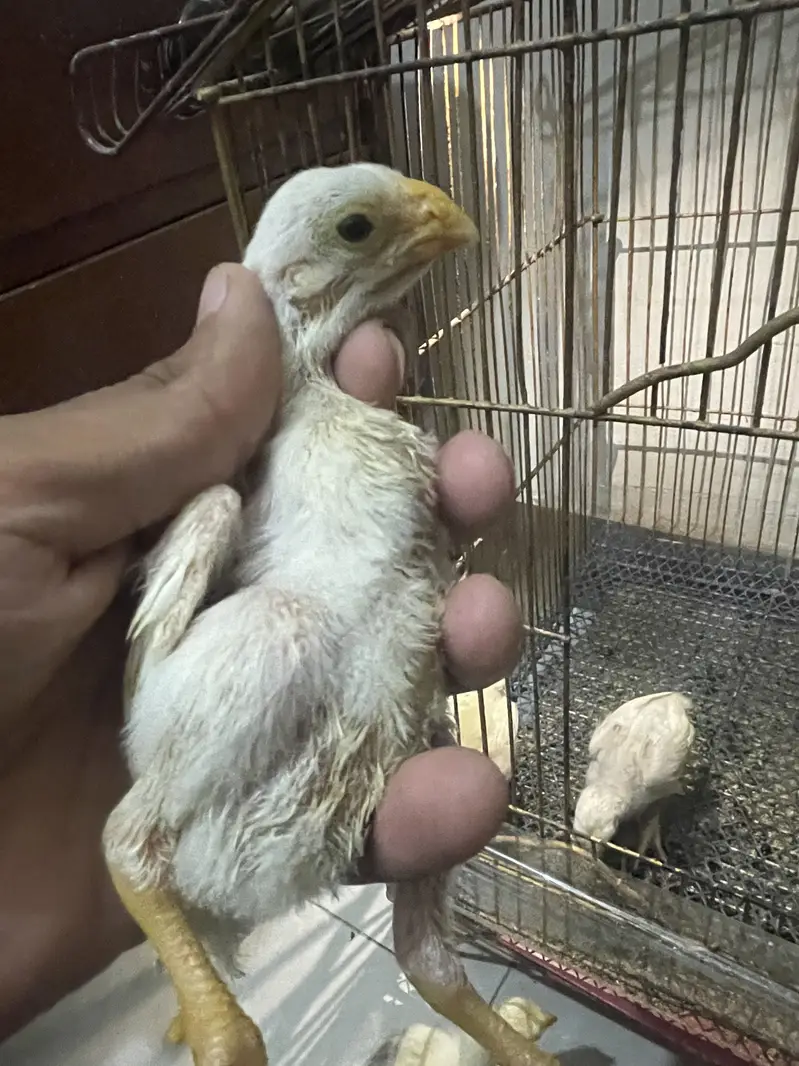 Indeon parrot beak long tail aseel — photo 4