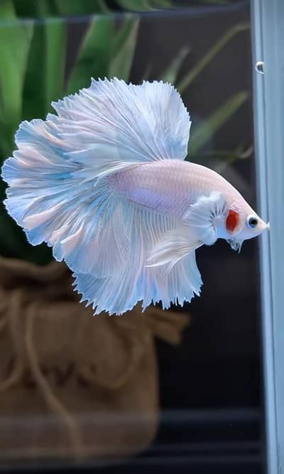 fish and aquarium wholesale price