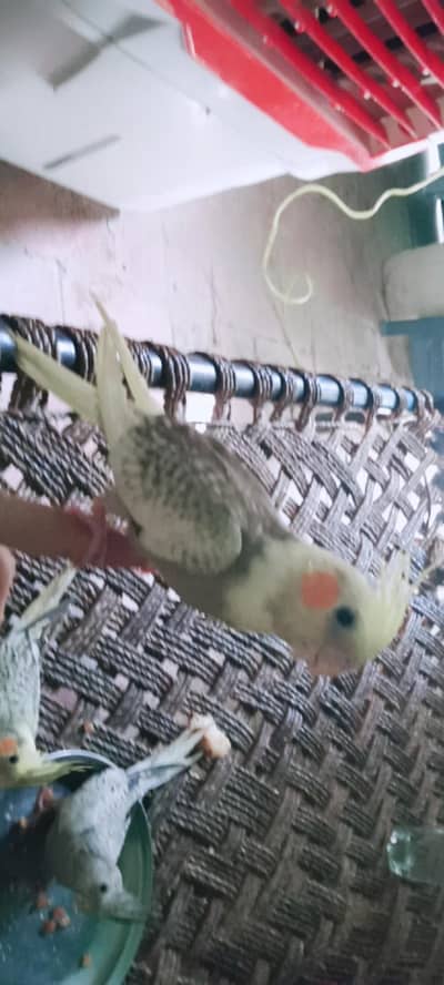 parrot