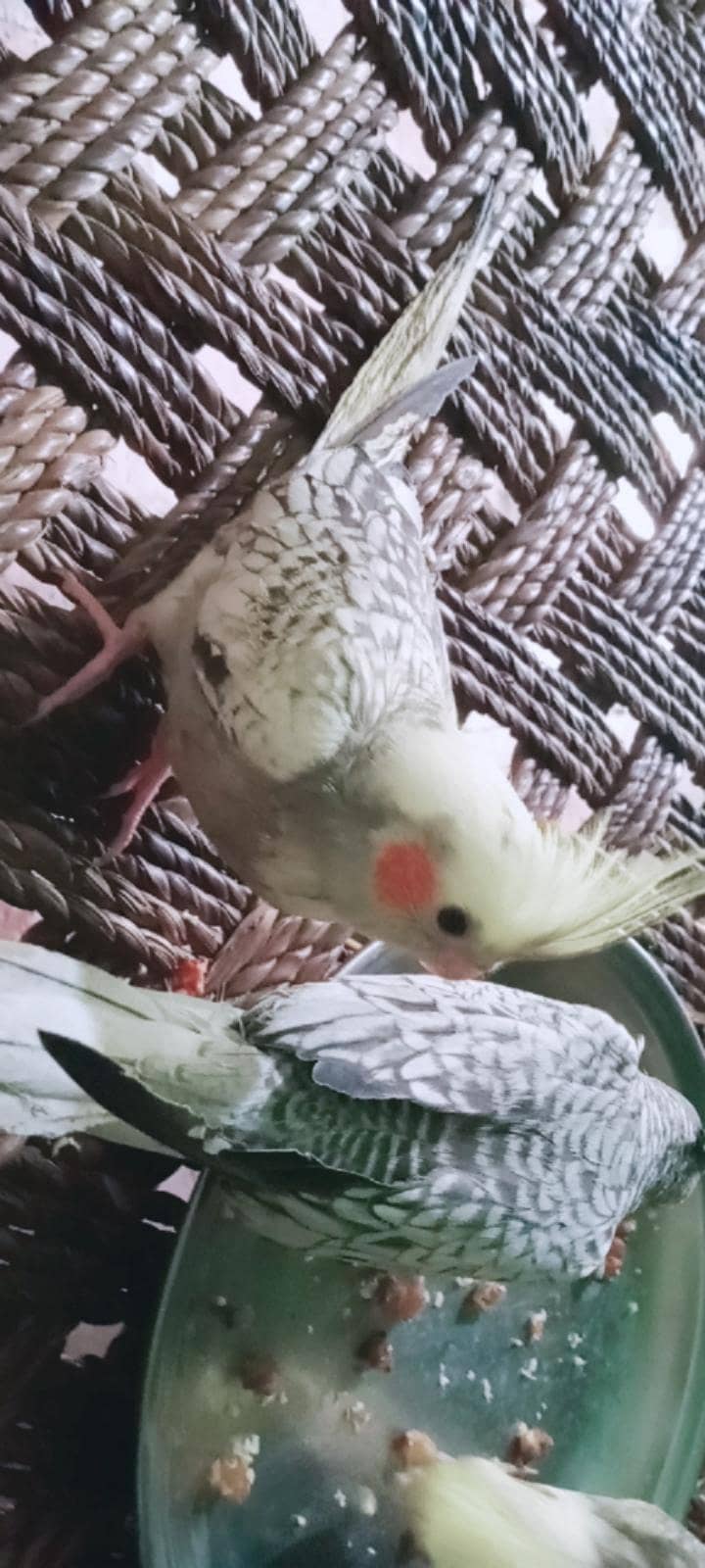 parrot 1