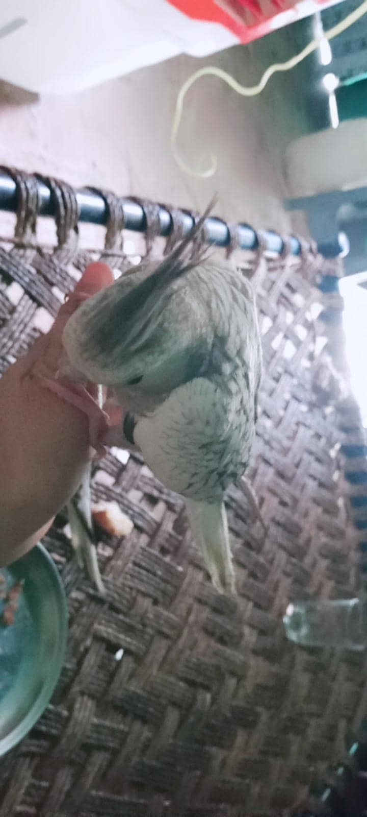 parrot 2