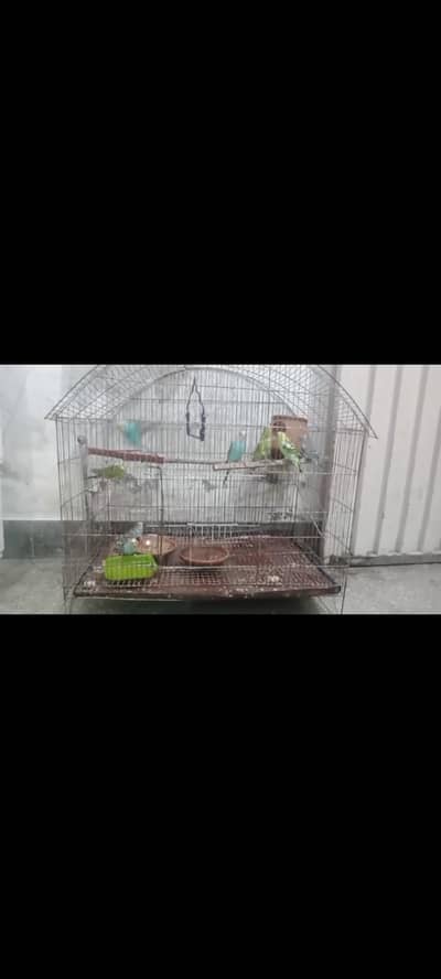 Australian 6 male 2 female with cage urgent for sale