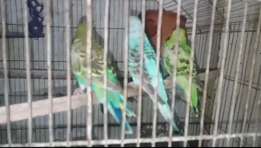 Australian 6 male 2 female with cage urgent for sale kami pashi hogay — photo 2