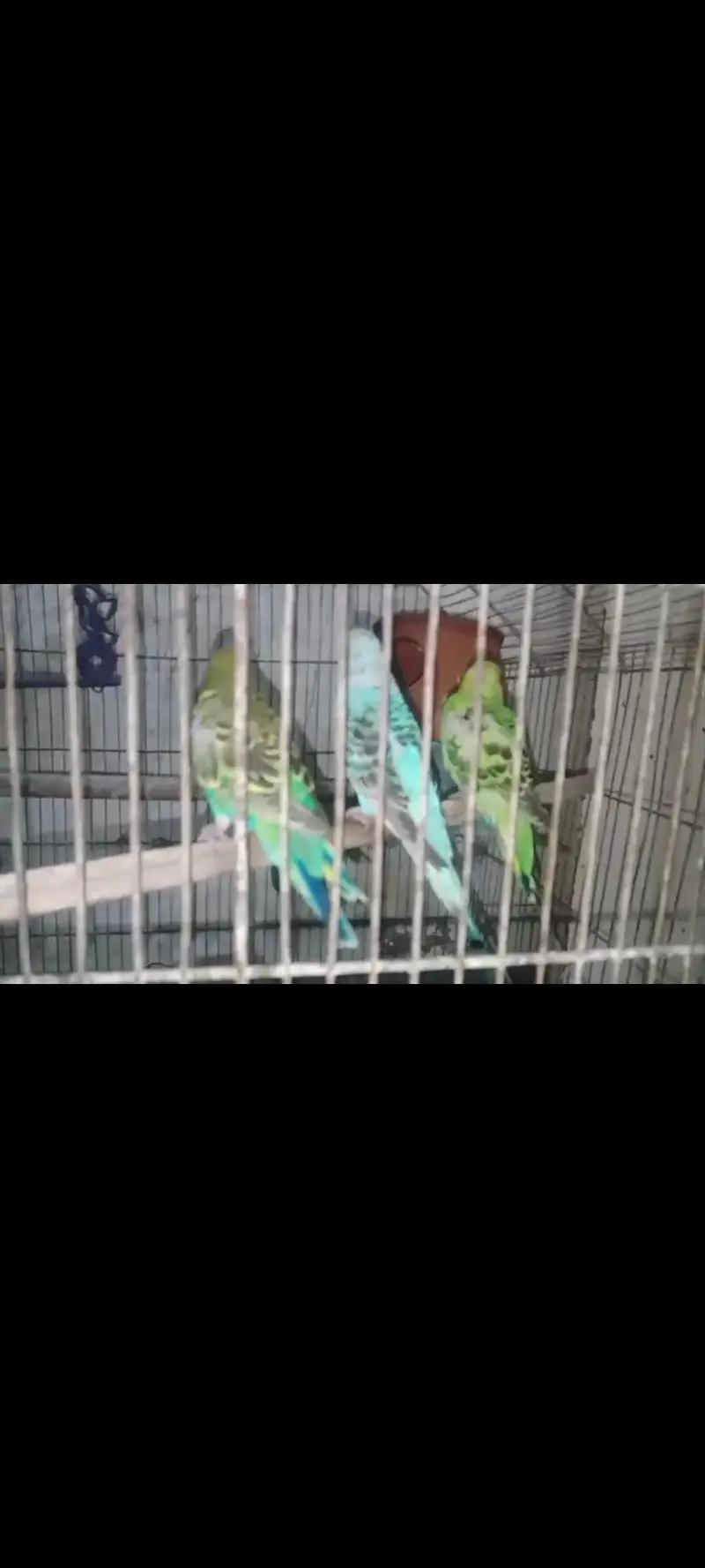 Australian 6 male 2 female with cage urgent for sale kami pashi hogay — photo 3