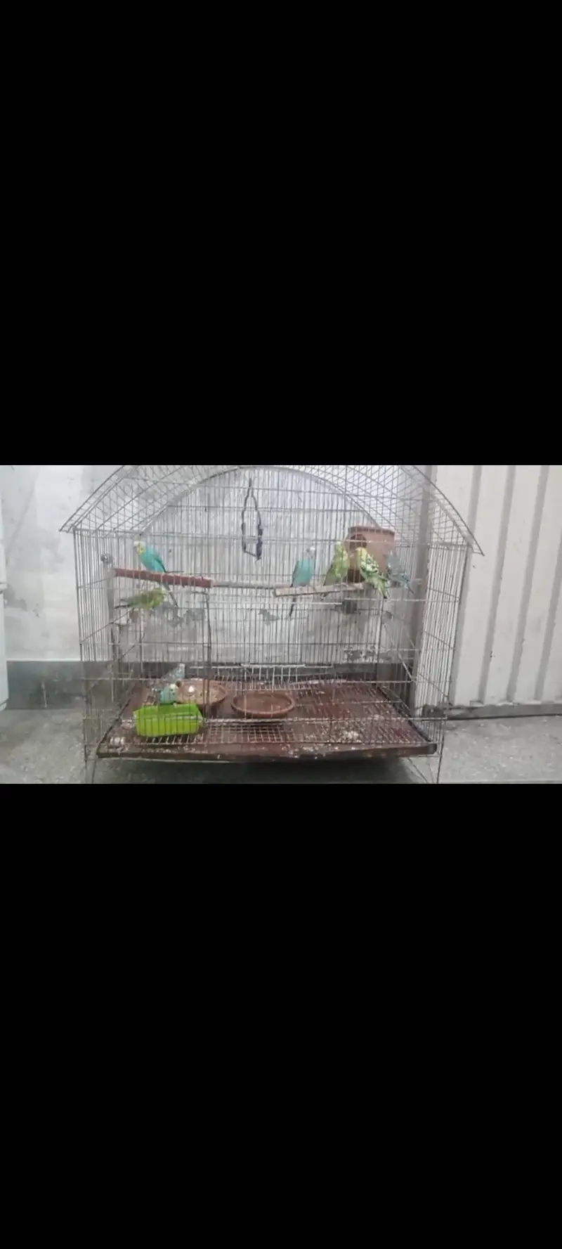 Australian 6 male 2 female with cage urgent for sale kami pashi hogay — photo 4