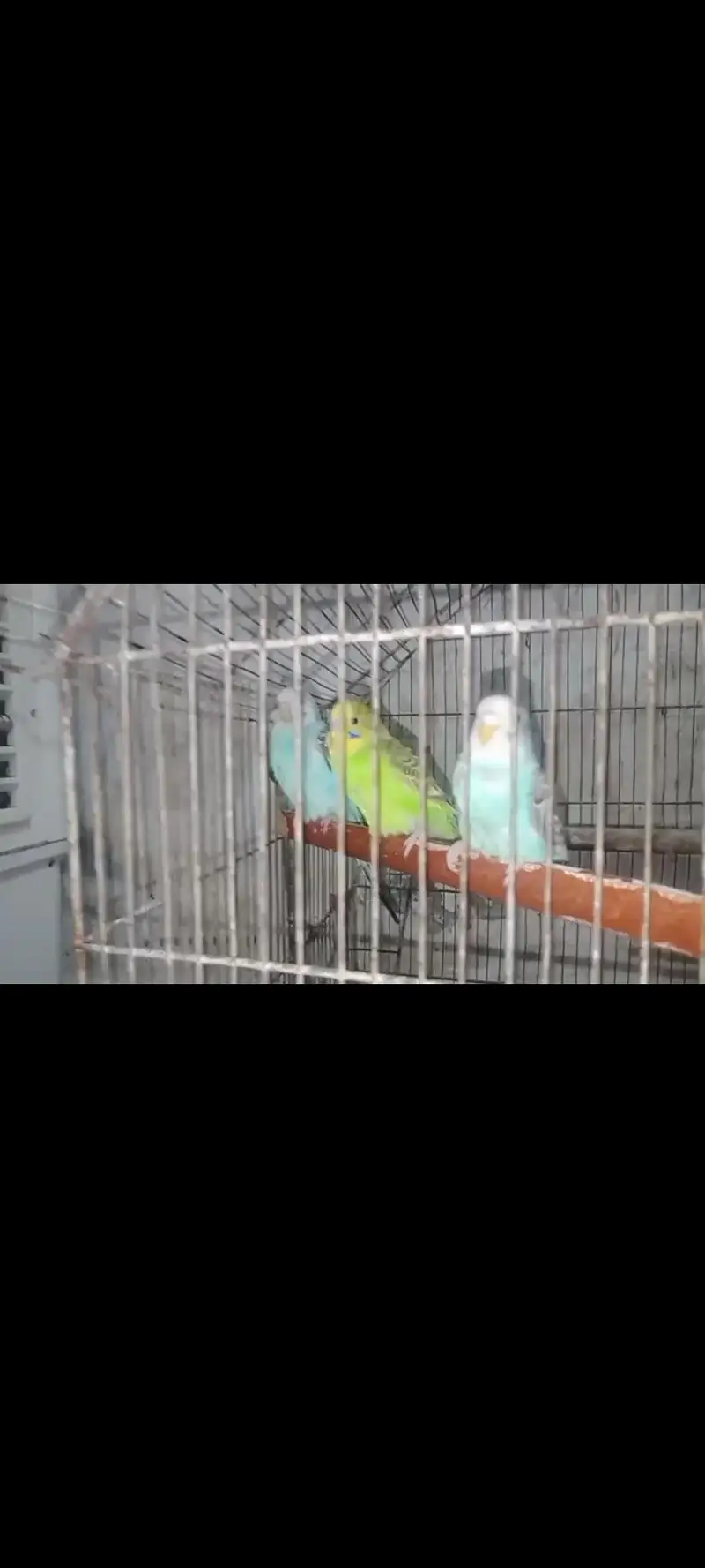 Australian 6 male 2 female with cage urgent for sale kami pashi hogay — photo 5