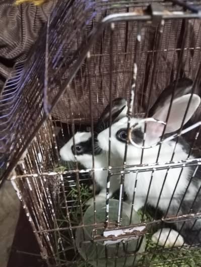 rabit pair