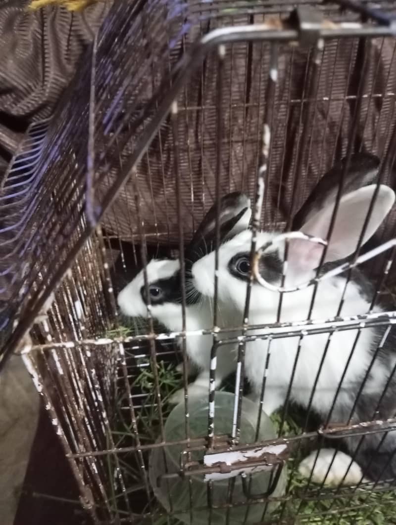 rabit pair 0