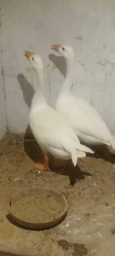 Longneck pair