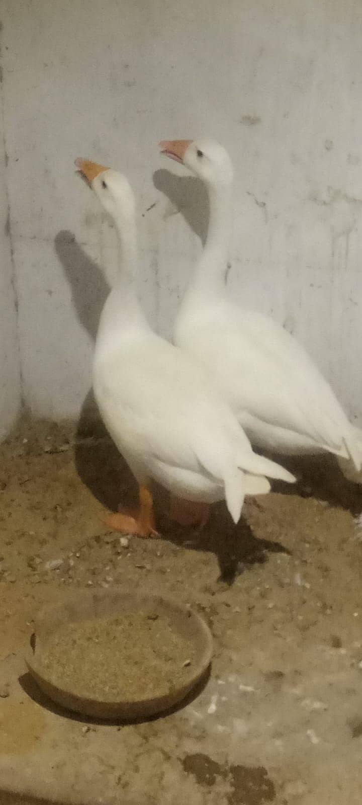 Longneck pair 0