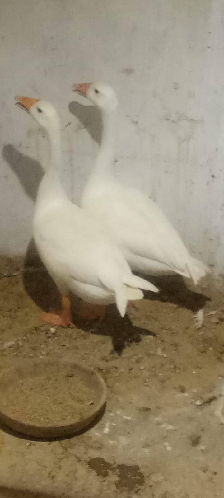 Longneck pair 1