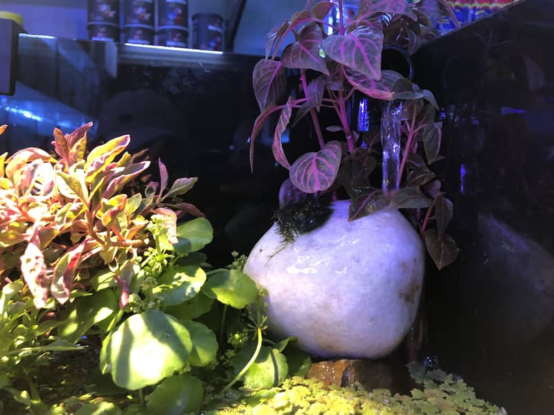 Treeratrium 2