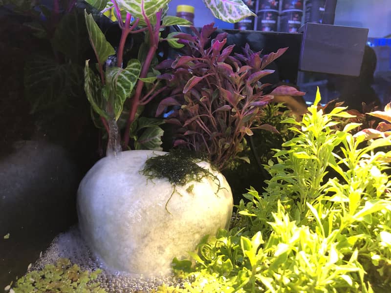 Treeratrium 3