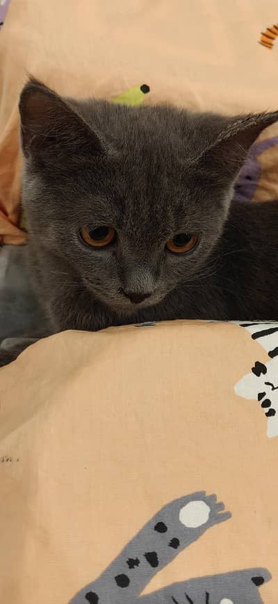 Grey short hair kitten 4 months vaccinated