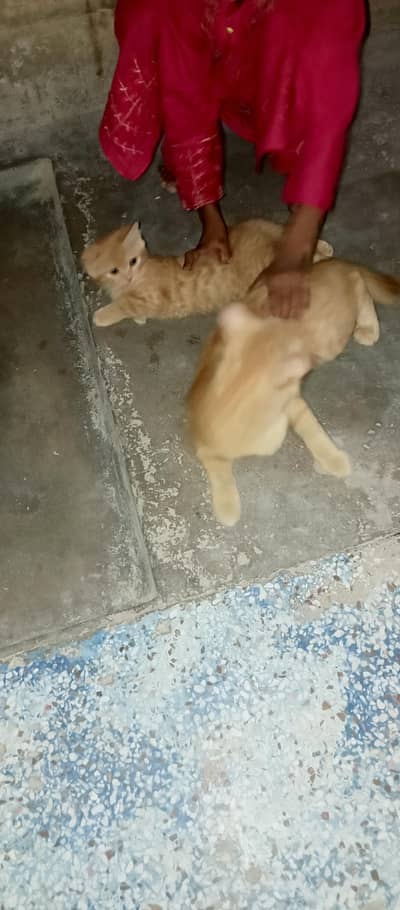 Russian Cat and Kitty