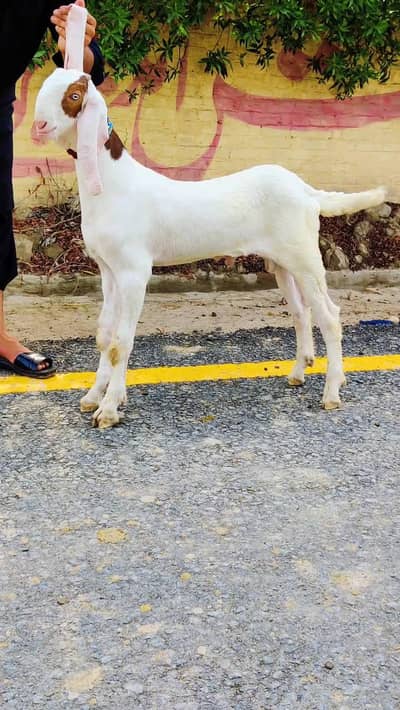 gulabi rajanpuri Bakra for sale pure breed.