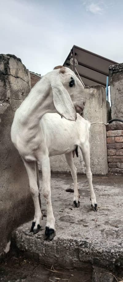 White Female Goat For Sale!!