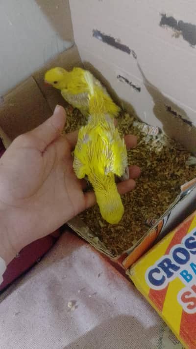 Yellow Mangos