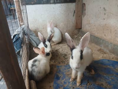 two pairs Rabbit sale