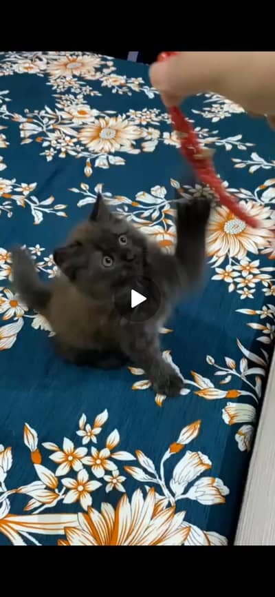 2 Doll Face beautiful kittens available With mother