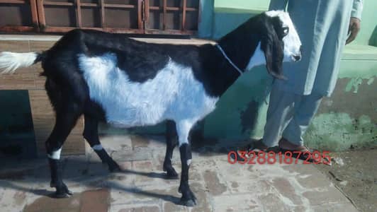 Ghar ki pali Hui hai bakri teen mahine ki gagan hai