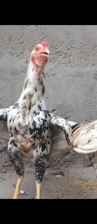 seel hen