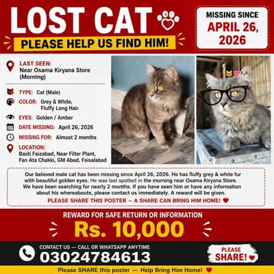 Missing male cat in faizabad GM abad Faisalabad
