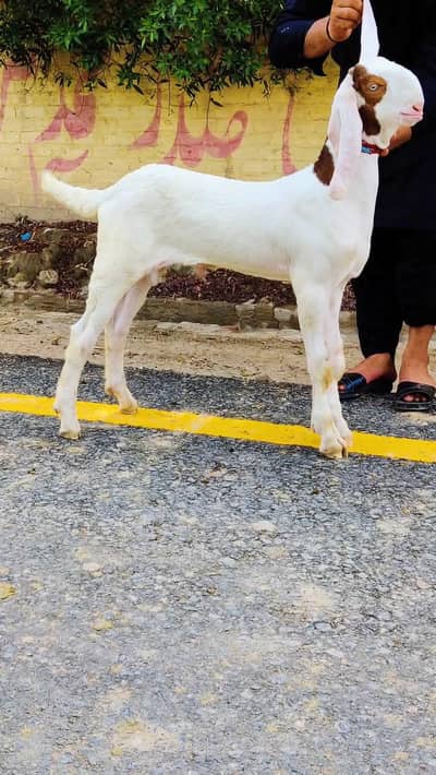 gulabi rajanpuri Bakra pure breed
