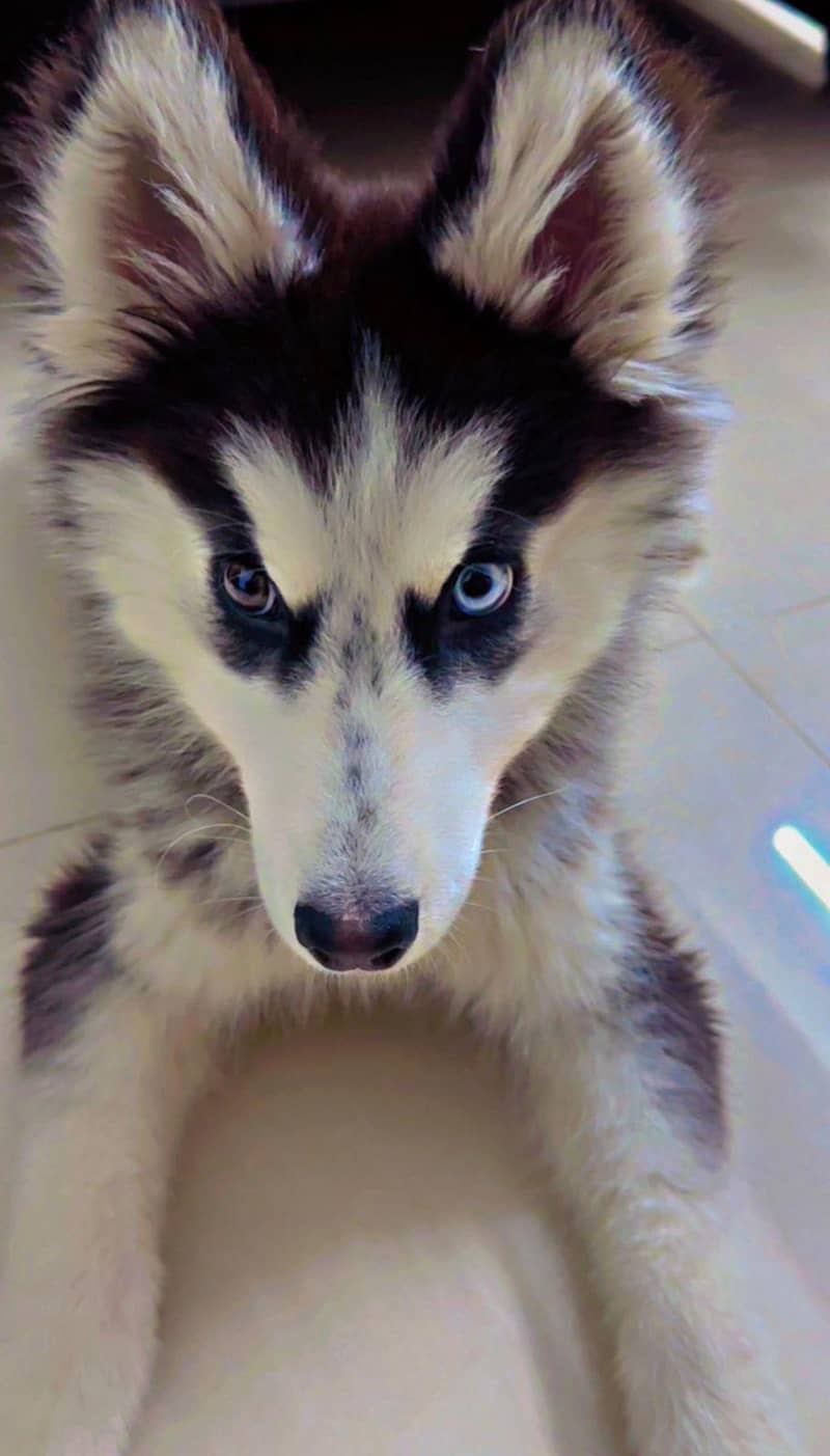 Huskey 0
