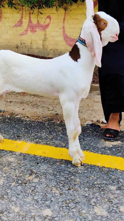 gulabi rajanpuri Bakra for sale. ,,,