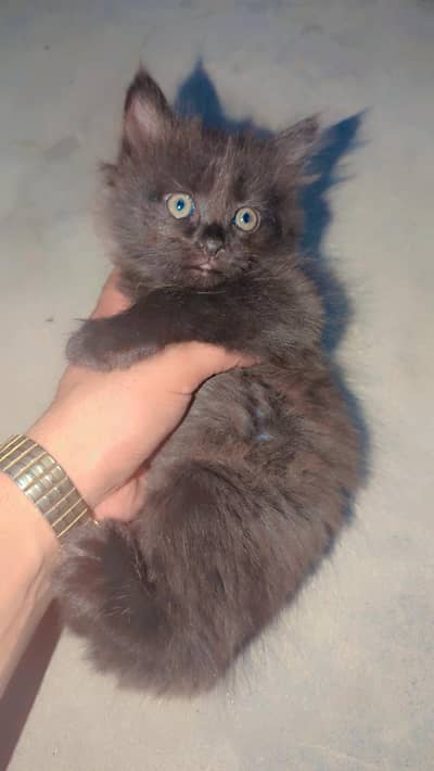 Russian cat