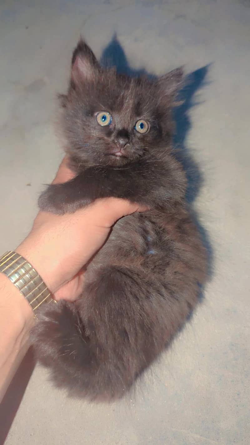 Russian cat 0