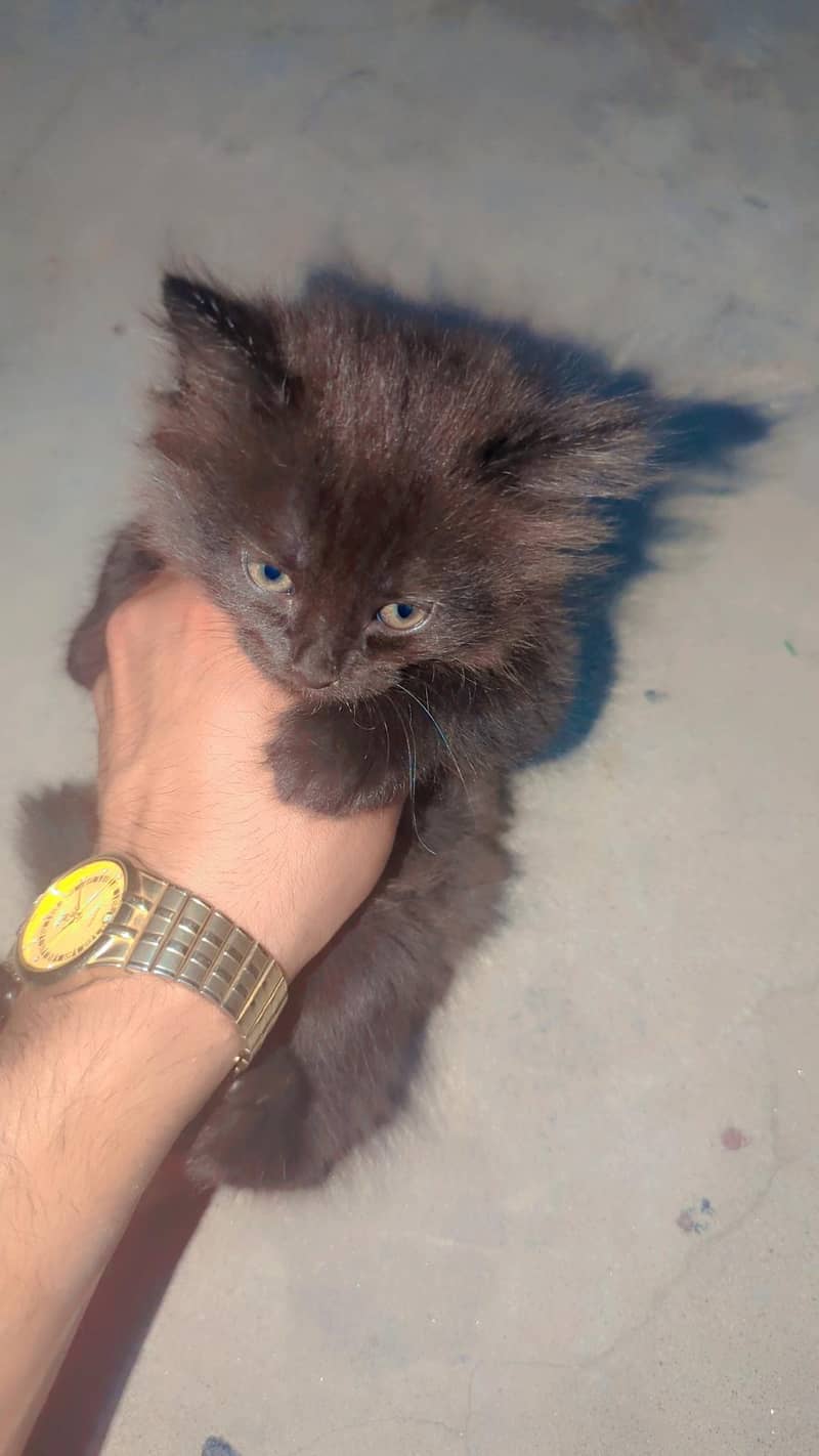 Russian cat 1