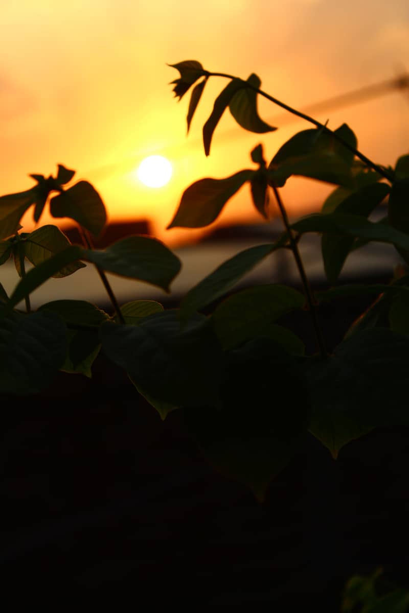 Canon EOS 4000d Camera 1