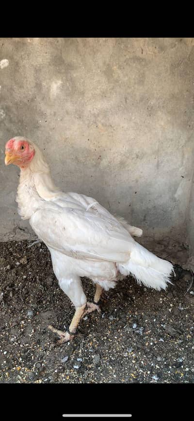 heera aseel madi