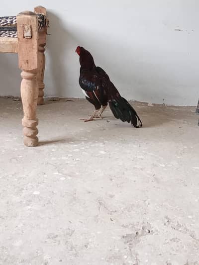 Aik lakha patha or 2 Cheney pathe for sale hn