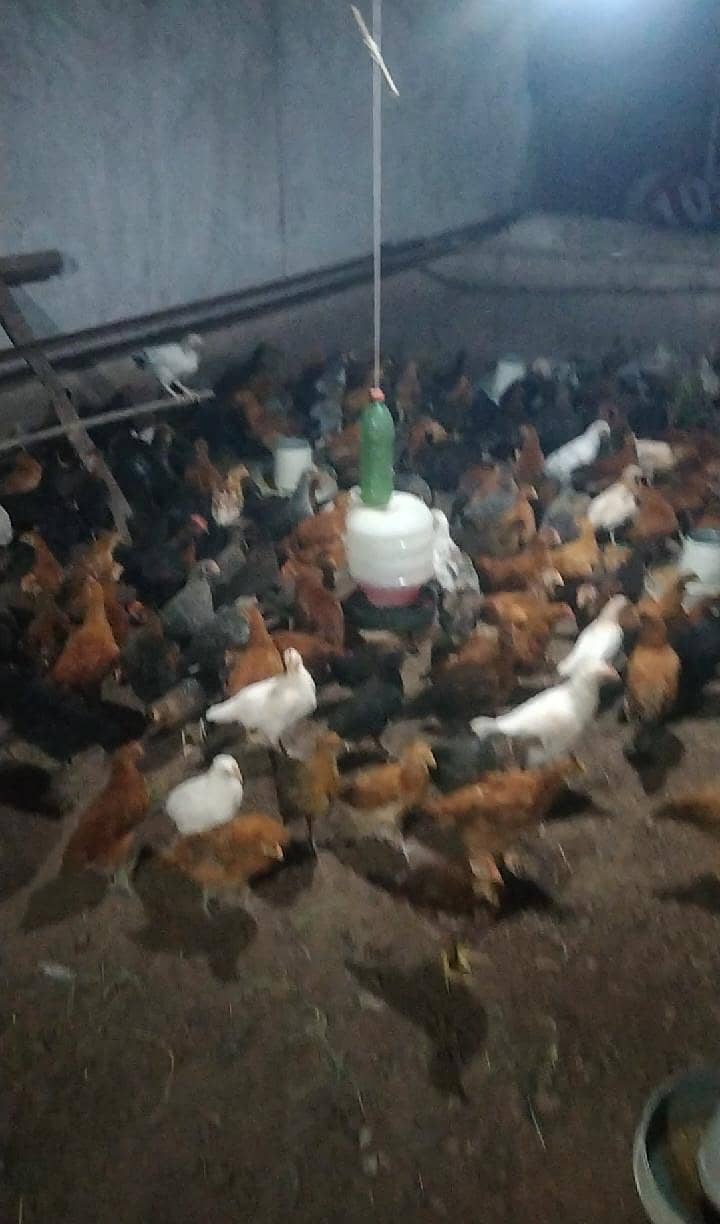 گولڈن مصری چوچے اعلی کوالٹی کے اب گھر بیٹھے منگوائیں بس ایک فون کی ب 5