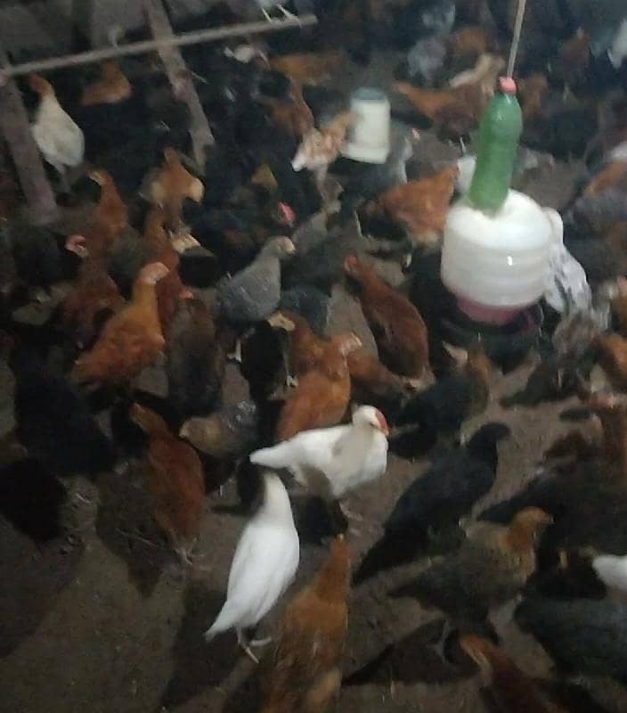 گولڈن مصری چوچے اعلی کوالٹی کے اب گھر بیٹھے منگوائیں بس ایک فون کی ب 6