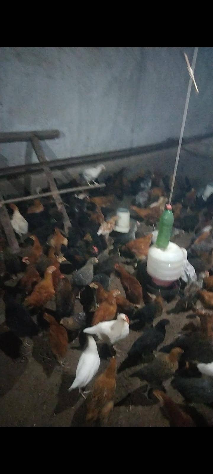 گولڈن مصری چوچے اعلی کوالٹی کے اب گھر بیٹھے منگوائیں بس ایک فون کی ب 7