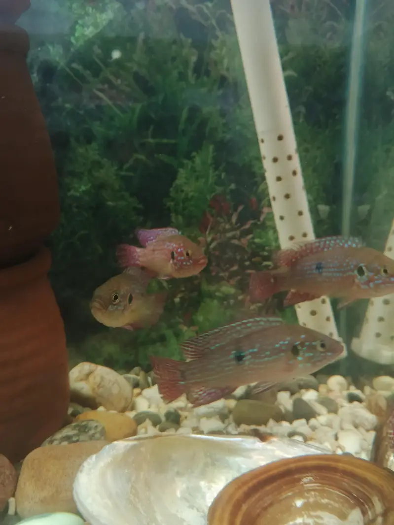 Pleco L 333, L 183, L201 — photo 6