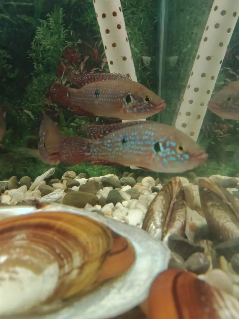 Pleco L 333, L 183, L201 — photo 7