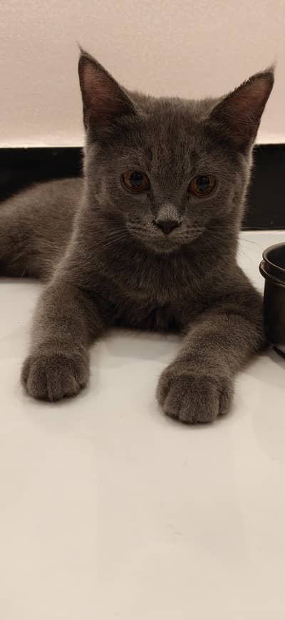 Grey short hair kitten 4 months vaccinated