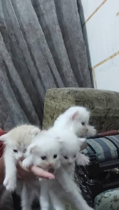 male kittens for Sale