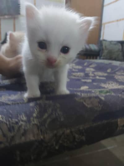 male kittens for Sale