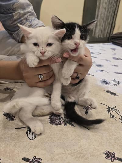 sale for cat pair