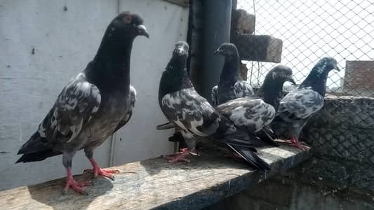 chiny kabooer  fore sale 03131496136